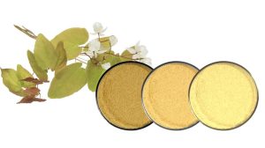 SD Green Expands Global Reach as a Premier Supplier of Botanical Extracts and Natural Ingredients